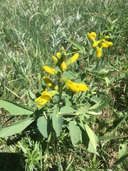 Thermopsis divaricarpa