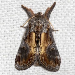 Notodonta scitipennis