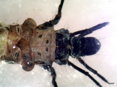 Dicosmoecus