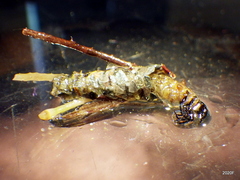 Dicosmoecus
