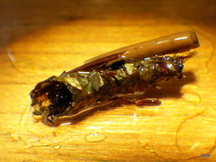 Dicosmoecus