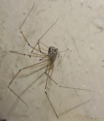 Crossopriza