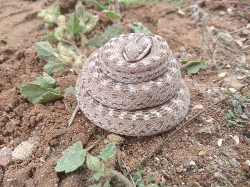 Desert Nightsnake (Hypsiglena chlorophaea), a species recorded in Utah