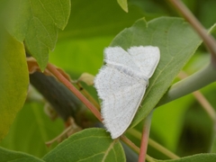 Scopula ternata