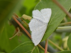 Scopula ternata
