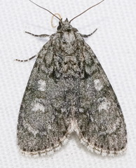 Acronicta retardata