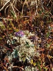 Corydalis pauciflora