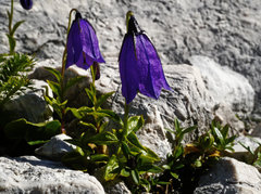 Campanula pulla
