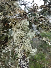 Pseudevernia cladonia