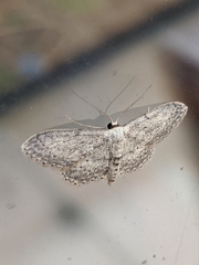 Idaea seriata