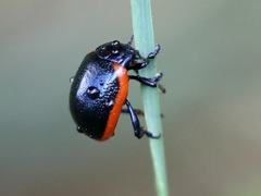 Chrysolina rossia
