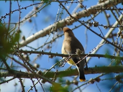 Bombycilla cedrorum image
