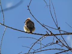 Bombycilla cedrorum image