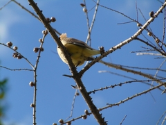 Bombycilla cedrorum image