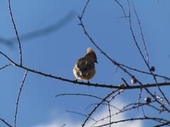 Bombycilla cedrorum image