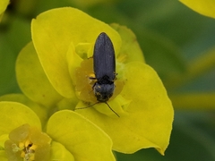 Cardiophorinae