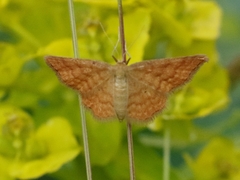 Idaea serpentata