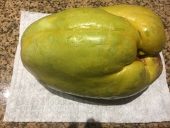 Passiflora quadrangularis