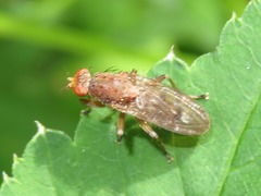 Suillia affinis