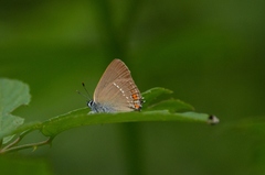 Satyrium acaciae