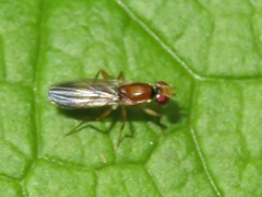 Clusiodes gentilis