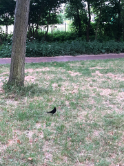 Turdus merula
