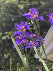 Trimezia coerulea