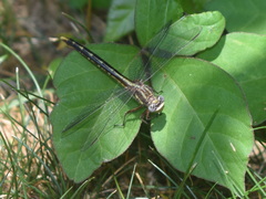 Phanogomphus lividus