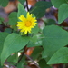 Canyon Sunflower - Photo (c) Eric Jacob, some rights reserved (CC BY-NC)