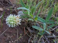 Trifolium eriocephalum