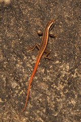 Sphenomorphus dussumieri