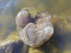 Pectinatella magnifica