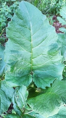 Arctium