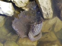 Pectinatella magnifica