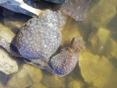 Pectinatella magnifica