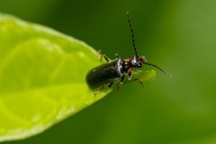 Rhagonycha angulata