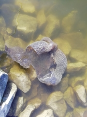 Pectinatella magnifica