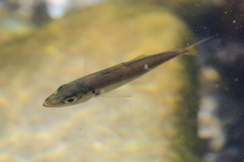 Cape Horse Mackerel (Trachurus capensis) · iNaturalist