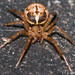 Arañas Punteadas de Tela Irregular - Photo (c) Peter Hollinger, algunos derechos reservados (CC BY-NC), subido por Peter Hollinger