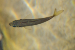 Cape Horse Mackerel photo 4
