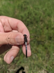 Leucorrhinia frigida