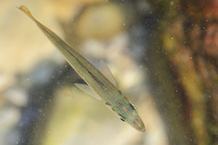 Cape Horse Mackerel photo 5