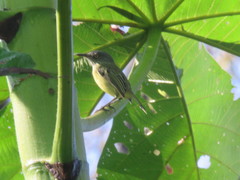 Todirostrum maculatum