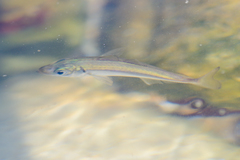 Cape Horse Mackerel photo 3