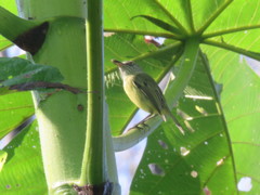 Todirostrum maculatum
