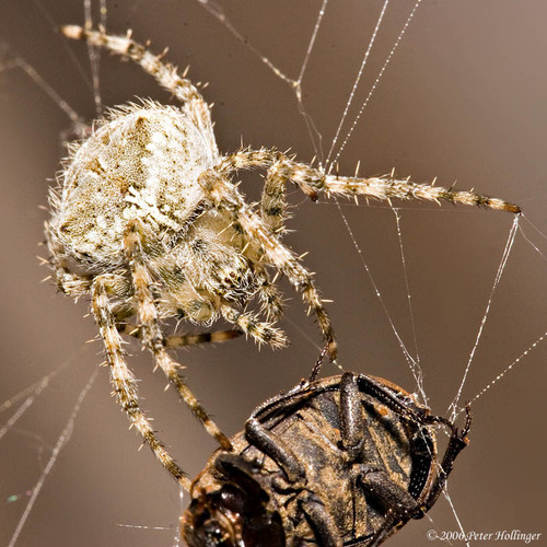 Barn Orbweaver