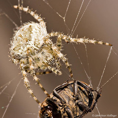 Araneus cavaticus