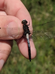 Leucorrhinia frigida