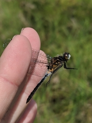 Leucorrhinia frigida