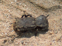 Phloeodes plicatus